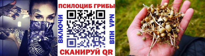 KRAKEN маркетплейс  Гатчина  Псилоцибиновые грибы GOLDEN TEACHER 
